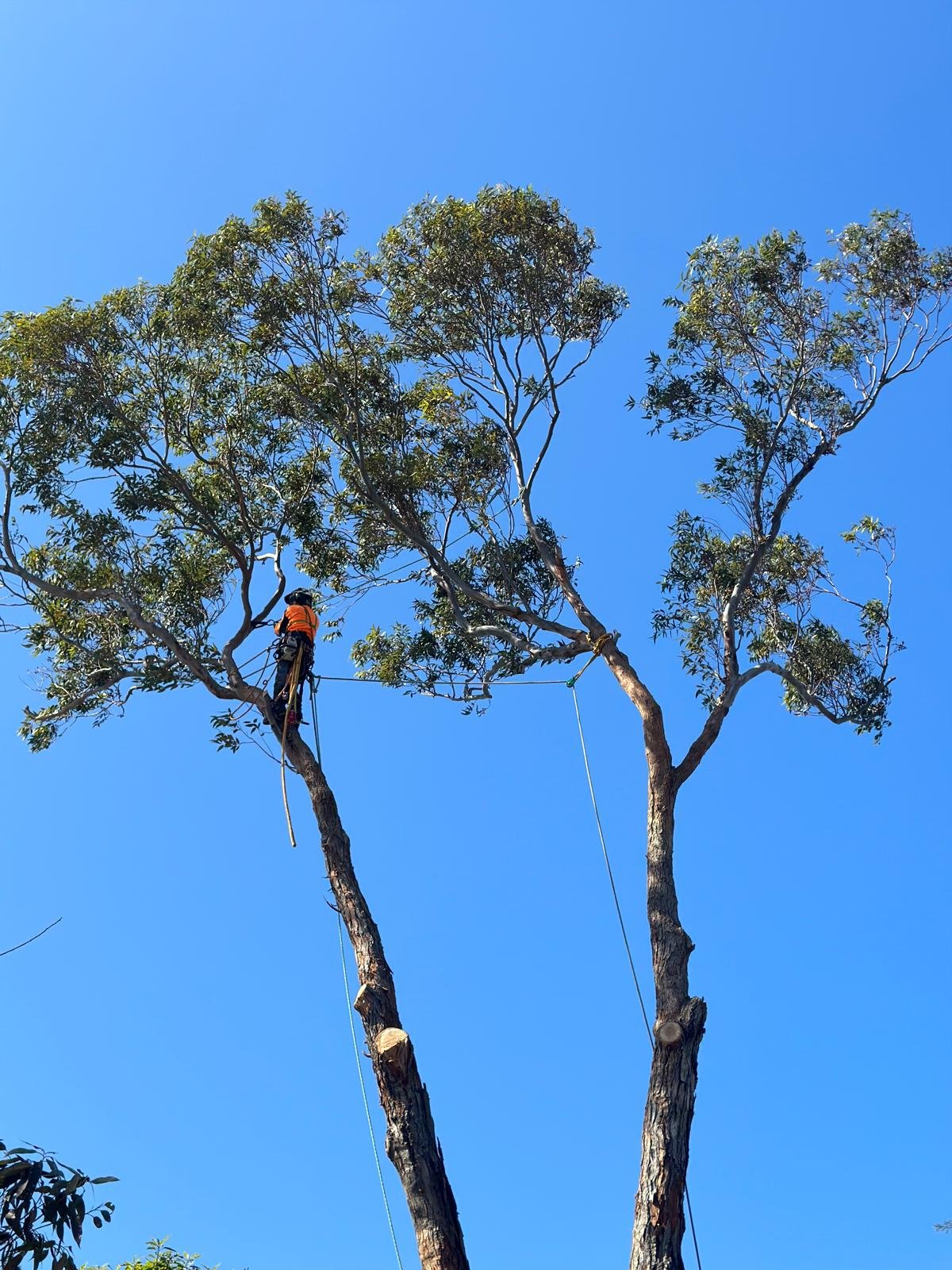 Do I Need a Permit to Remove a Tree in Melbourne? - Tree Removal ...