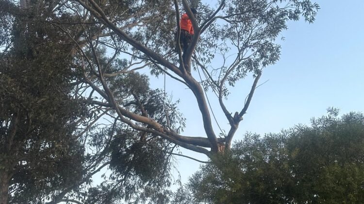How Much Does Tree Removal Cost in Melbourne?