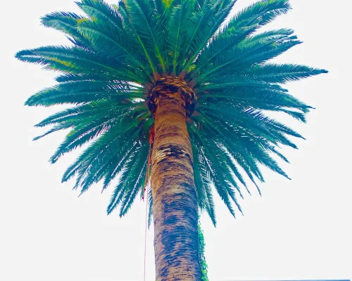 Palm-Tree-Removal-Service-e1737183081596 (1)